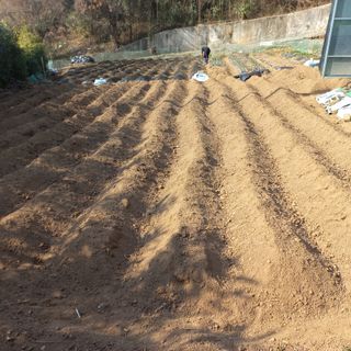 김건우님의 감자 · 영농일지 작성글 사진