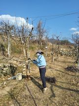 팜모닝 사과·영농일지 게시글 이미지