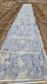 팜모닝 고추·영농일지 게시글 이미지