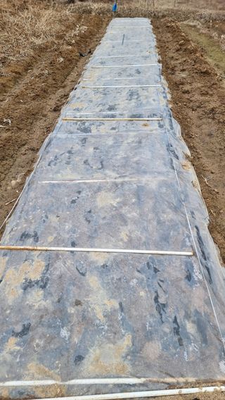 두원리 산막골농부님의 고추 · 영농일지 작성글 사진