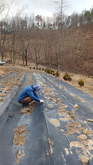 박준권님의 기타작물 · 영농일지 작성글 사진