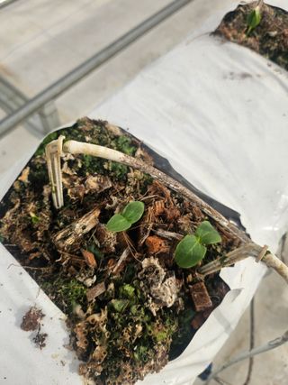 표고버섯20264님의 오이 · 영농일지 작성글 사진