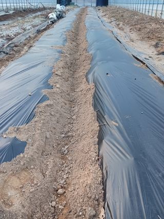 반영숙님의 감자 · 영농일지 작성글 사진