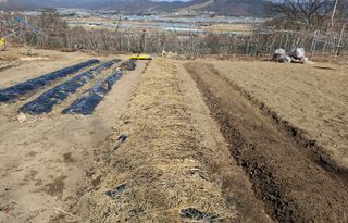 철남 김희곤님의 양파 · 영농일지 작성글 사진