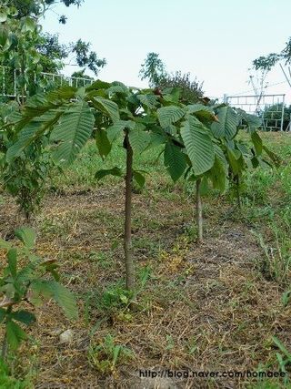 대삼팜스빌리지님의 기타작물 · 영농일지 작성글 사진