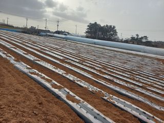 박린님의 감자 · 영농일지 작성글 사진