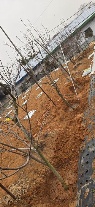 시흥댓골농부님의 기타작물 · 영농일지 작성글 사진