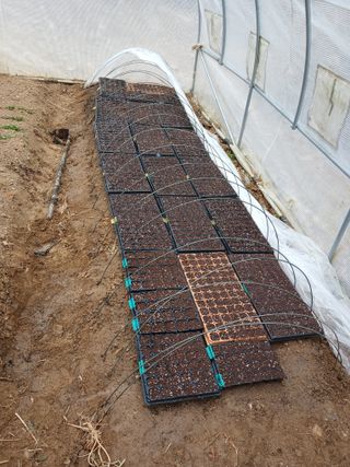 현지0106님의 들깨 · 영농일지 작성글 사진