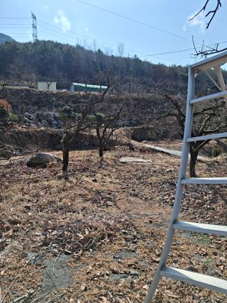 헤이쥬회원님의 감 · 영농일지 작성글 사진