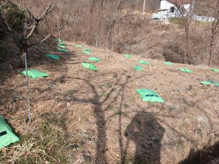 최영묵님의 감 · 영농일지 작성글 사진