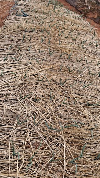 bpjh9173님의 마늘 · 영농일지 작성글 사진