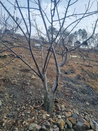 김용대님의 감 · 영농일지 작성글 사진