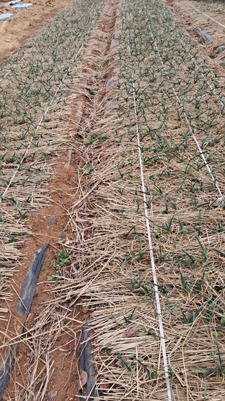 bpjh9173님의 마늘 · 영농일지 작성글 사진