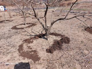 손길준님의 사과 · 영농일지 작성글 사진