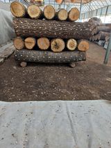 팜모닝 버섯·영농일지 게시글 이미지