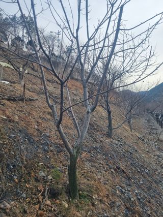 김용대님의 감 · 영농일지 작성글 사진