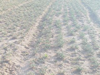 한경훈님의 파 · 영농일지 작성글 사진