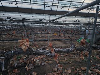 장재영님의 포도 · 영농일지 작성글 사진