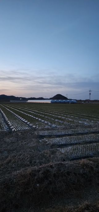 박종권님의 마늘 · 영농일지 작성글 사진