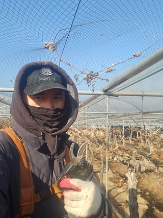 장재영님의 포도 · 영농일지 작성글 사진