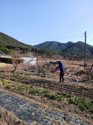 이현목님의 벼 · 영농일지 작성글 사진