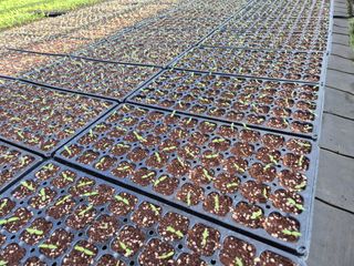 청운농원육묘장님의 고추 · 영농일지 작성글 사진