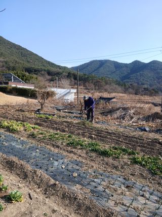 이현목님의 벼 · 영농일지 작성글 사진