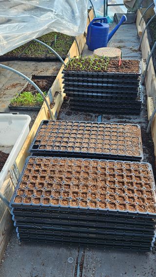 손윤영/수채화농원님의 고추 · 영농일지 작성글 사진