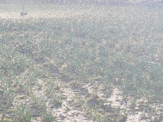 한경훈님의 파 · 영농일지 작성글 사진