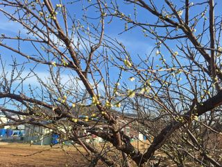 외동 박동섭님의 자두 · 영농일지 작성글 사진
