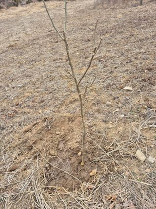 엉뚱님의 기타작물 · 영농일지 작성글 사진