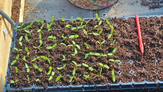 손윤영/수채화농원님의 고추 · 영농일지 작성글 사진