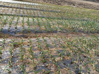 최남옥님의 마늘 · 영농일지 작성글 사진