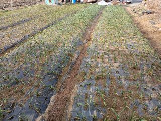 최남옥님의 마늘 · 영농일지 작성글 사진