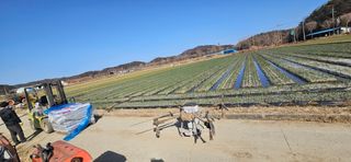 구춘봉님의 마늘 · 영농일지 작성글 사진