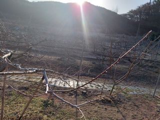 별빛농장지기님의 복숭아 · 영농일지 작성글 사진
