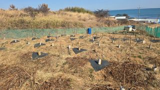 대박농장신초시님의 기타작물 · 영농일지 작성글 사진