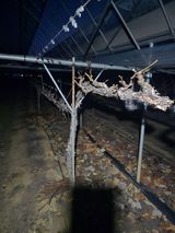 팜모닝 포도·영농일지 게시글 이미지