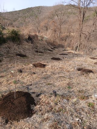 최영묵님의 감 · 영농일지 작성글 사진