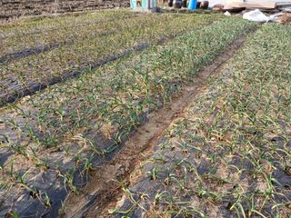 최남옥님의 마늘 · 영농일지 작성글 사진