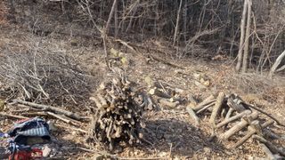 김동명님의 버섯 · 영농일지 작성글 사진