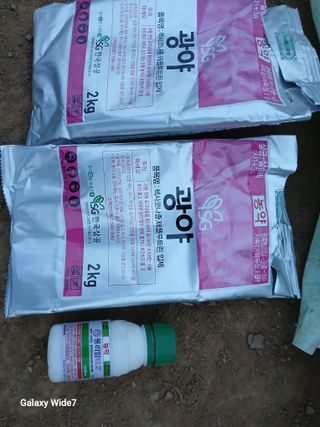 바위돌 심재성님의 마늘 · 영농일지 작성글 사진