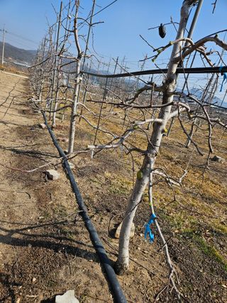 봉좌산님의 사과 · 영농일지 작성글 사진