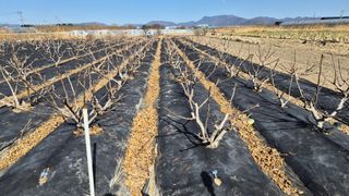 늘푸른 농장주님의 기타작물 · 영농일지 작성글 사진