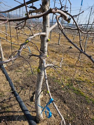 봉좌산님의 사과 · 영농일지 작성글 사진