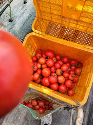 딸기15538님의 기타작물 · 영농일지 작성글 사진