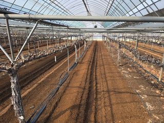 장재영님의 포도 · 영농일지 작성글 사진