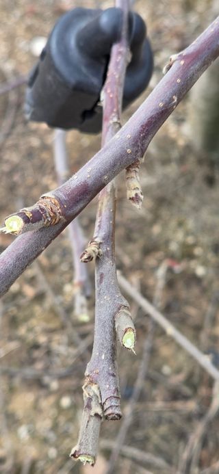 박민서님의 사과 · 영농일지 작성글 사진