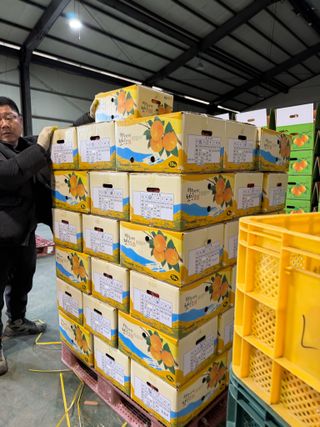 송본님의 감 · 영농일지 작성글 사진