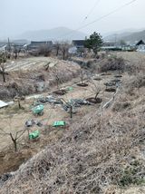 팜모닝 복숭아·영농일지 게시글 이미지